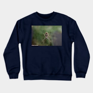 Orb Weaver Spider Crewneck Sweatshirt